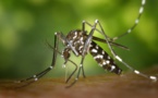 Vers un futur sans moustiques
