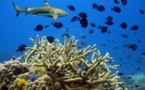Australie: la surpêche de requin menace les coraux