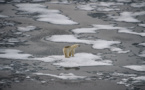 Aux abords du pôle Nord, la glace témoin et victime du réchauffement climatique