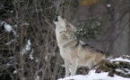 Le retour du loup en Bretagne, fantasme ou réalité ?