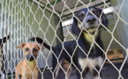 ​Finie la quarantaine pour les chiens et chats