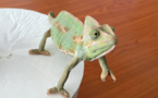 ​Deux caméléons à Tahiti