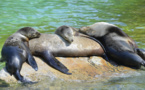 Mexique: une colonie d'otaries en rébellion contre leur extinction