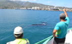 Insolite : des baleines dans la rade de Papeete