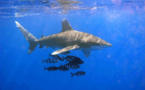 ​Attaque de requin à Moorea : relaxe partielle pour la monitrice de plongée