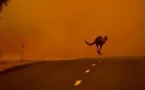 En Australie, koalas et wallabies à la merci des feux de brousse