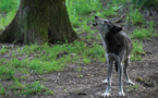 Un cadavre de loup en Loire-Atlantique, une première depuis un siècle