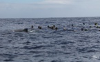Pression sur les baleines, espoir pour les dauphins