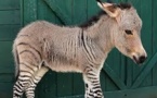 Mi-âne, mi-zèbre, le bébé "zonkey" attire les foules à Florence