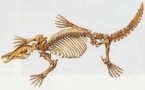 Le fossile d'un ornithorynque géant mis au jour en Australie