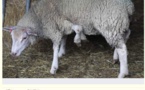 Charente: éleveur vend mouton "atypique à 5 pattes", prix à débattre
