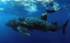 Un plongeur kiwi s’offre une séance improvisée de « Whale-riding » à Fidji