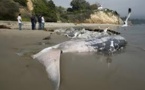 Des carcasses de baleines échouées sur la côte ghanéenne inquiètent les écologistes