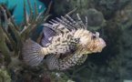Poisson-lion: vedette des aquariums mais terreur des mers à combattre
