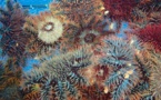 ​Alerte au taramea à Bora Bora