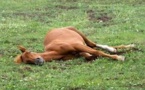 Santé cheval : épizootie de myopathie atypique ou "maladie du pré" en France