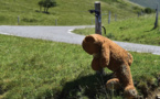 Un chasseur blessé tue une ourse: un accident qui questionne la cohabititon