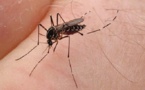 Parce qu’ils sont vecteurs de maladie, il faut faire la guerre aux moustiques