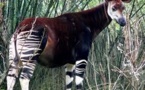 L'okapi, "la girafe des forêts", rejoint la liste rouge des espèces menacées
