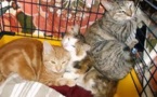 Sauvetage de 130 chiens et huit chats reclus dans une maison à Mexico