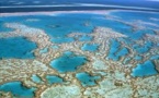 Du sperme congelé pour sauver la Grande Barrière de Corail