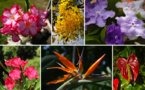 Les poisons de nos jardins (première partie)