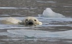 Exploitation du pétrole et trafic maritime : les nouvelles menaces pour l'ours polaire