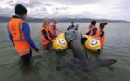 Nouvelle-Zélande: une armée de bénévoles se forme au sauvetage de cétacés