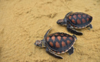 Les tortues marines de retour sur les plages de Thaïlande depuis la pandémie