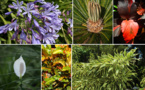 Les poisons de nos jardins (deuxième partie)