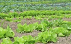 Guadeloupe: de l'usage important de pesticides malgré le traumatisme du chlordécone
