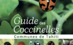 Un guide pour mieux connaître les coccinelles de Tahiti