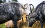 Les vaches bleues de Lettonie sauvées de l'extinction