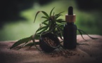 Interdiction de la fleur de CBD: les acteurs de la filière stupéfaits