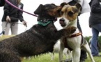 Des chiens offrent 5.000 repas de Noël aux bêtes des refuges