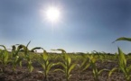 Au Brésil, 400 chercheurs préparent l'agriculture contre le changement climatique