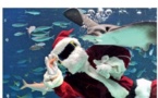 Joyeux Noel!