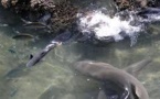 Un baigneur mordu par un requin en Nouvelle-Calédonie