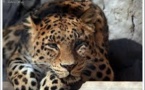 La panthère de l'Amour, grande gagnante 2013 de la protection des espèces