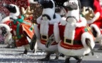 Les pingouins de Noël frappés de disparition à Castres