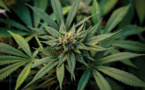 Le Conseil d'Etat suspend l'interdiction de la vente des fleurs de cannabis