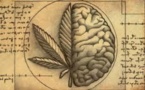 Découverte d'une molécule protégeant le cerveau d'une addiction au cannabis