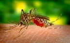 Dengue et Zika: le point sur l'épidémie