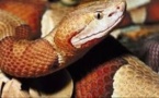 Tortues, lézards, serpents: attention danger pour les enfants