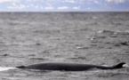 L'Islande vers la fin de la chasse à la baleine
