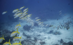 Au moins 80% des fonds marins cartographiés d'ici 2030, promet l'Unesco