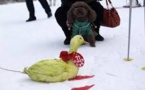 Une tortue bat un lapin dans une course de ski en Chine