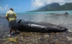 Baleines échouées : attention danger