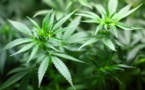 Cannabis thérapeutique: coup d'envoi des travaux en vue d'une filière française de production