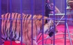 Les fauves d'un cirque russe bloqués sur un parking polonais faute de visas